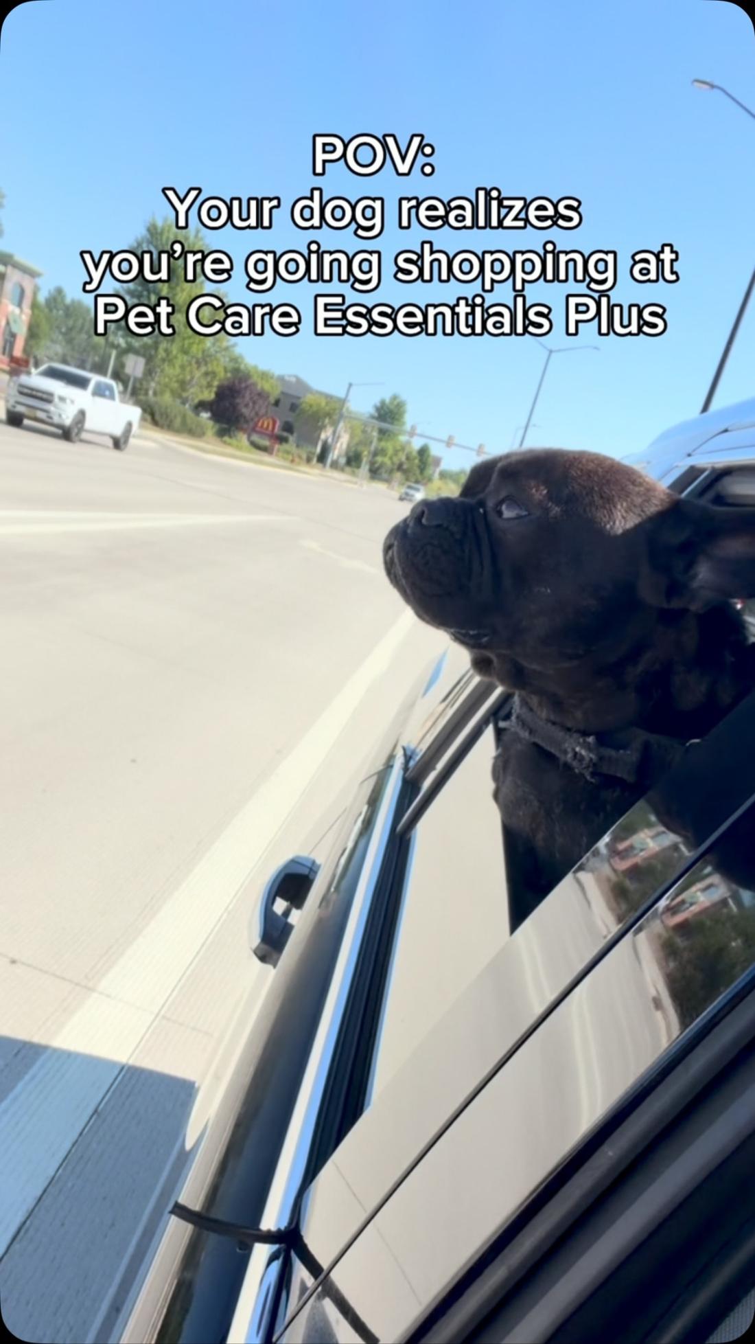 A dog excited to go shopping at Pet Care Essentials Plus